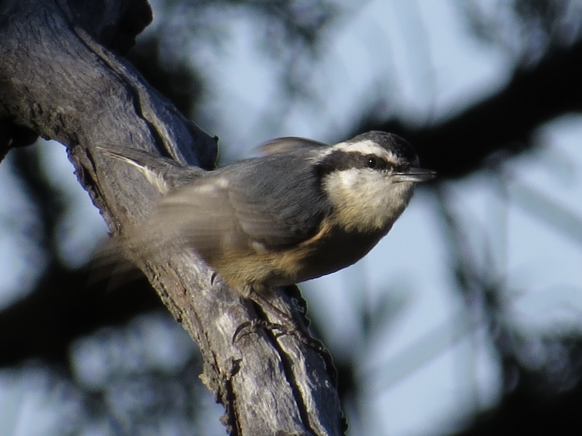 Red-breasted Nuthatch - ML613962570