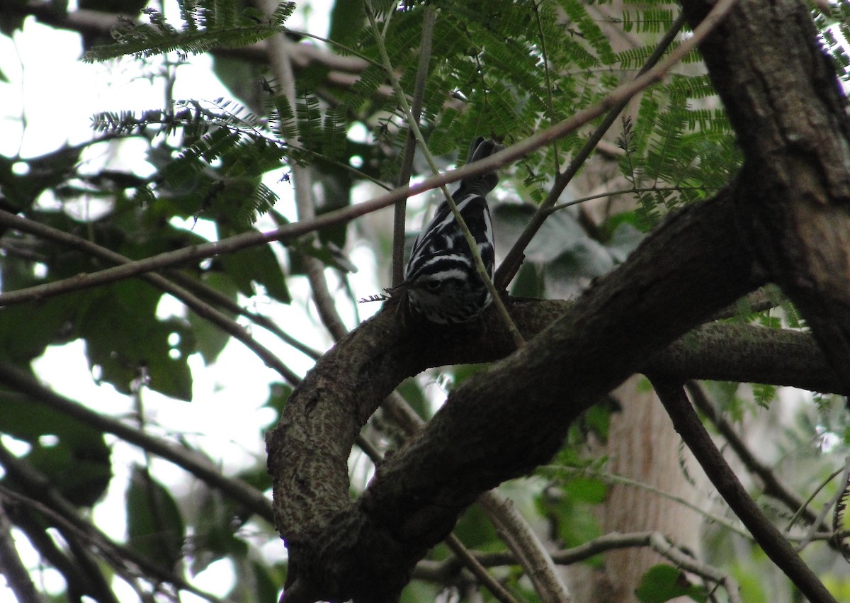 Black-and-white Warbler - Isidro Montemayor