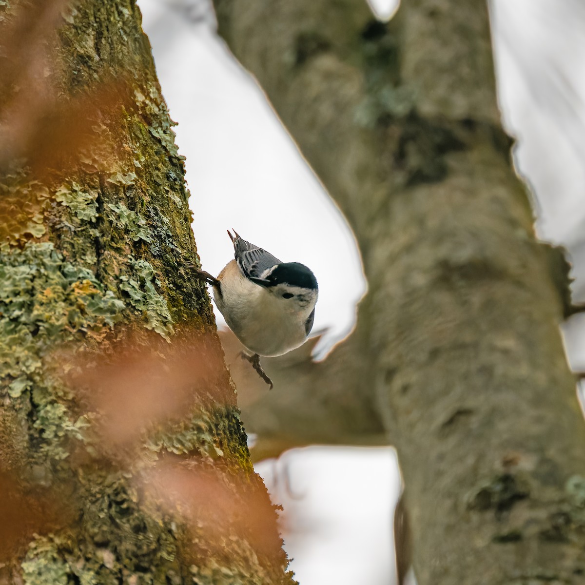 White-breasted Nuthatch - ML613963183