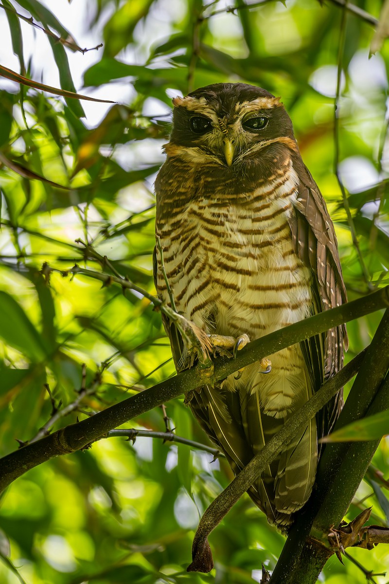 Band-bellied Owl - ML613963273