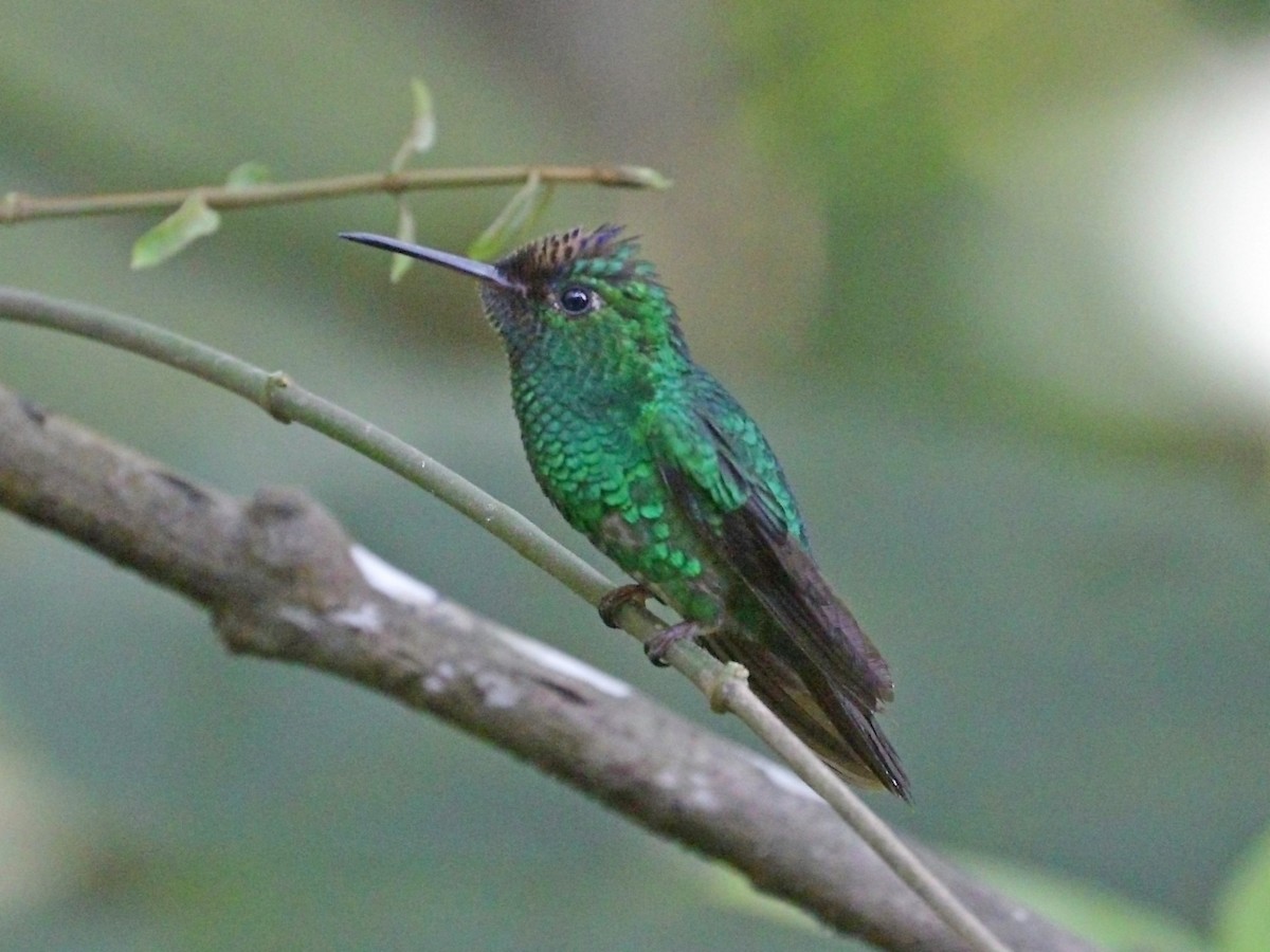 Violet-capped Hummingbird - ML613963366
