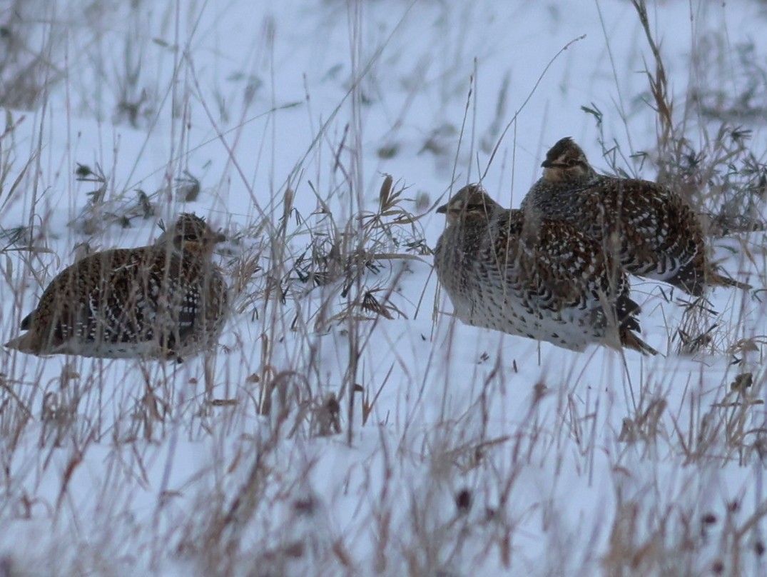 Sharp-tailed Grouse - Mike Wanger