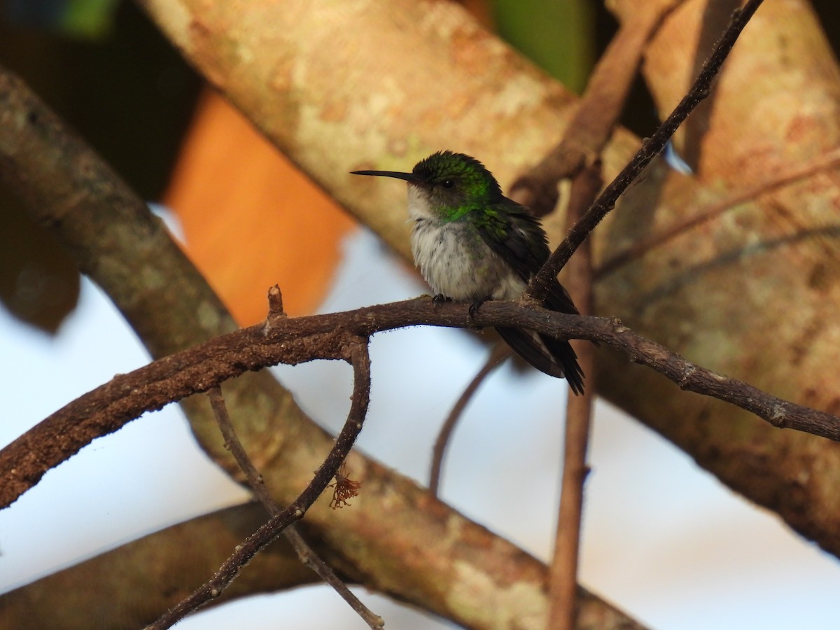Violet-bellied Hummingbird - ML613963489