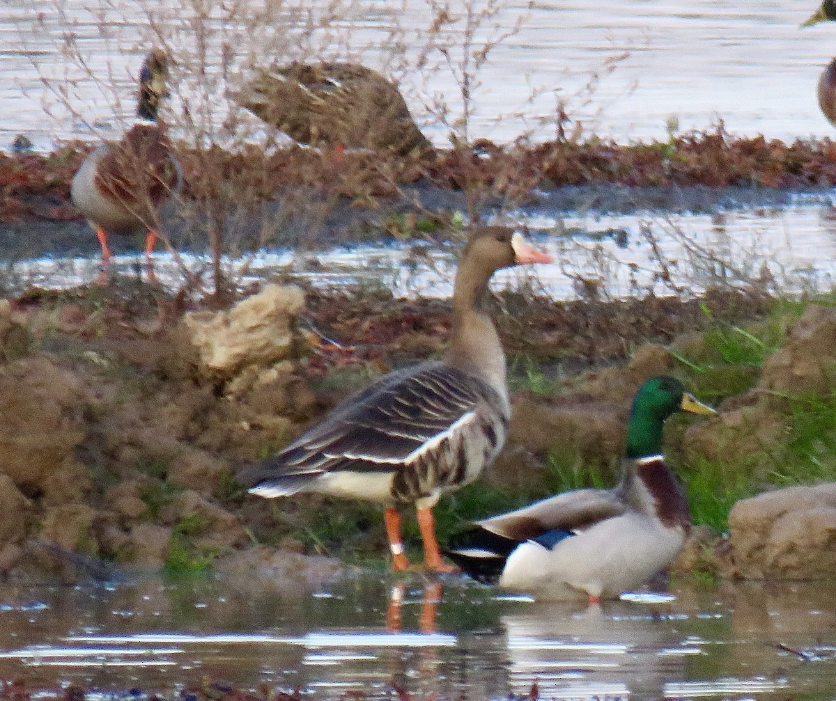 Greater White-fronted Goose - ML613963563