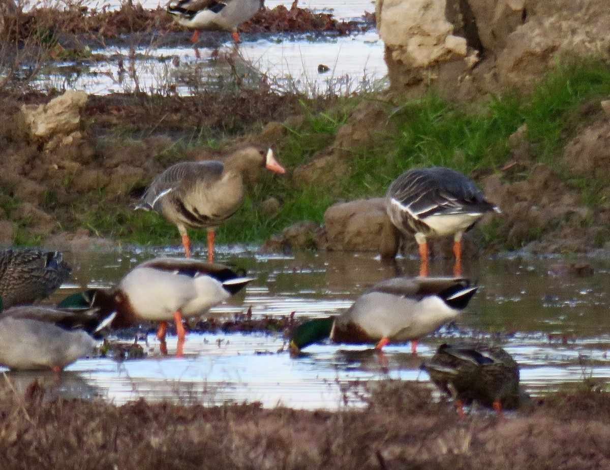 Greater White-fronted Goose - ML613963564