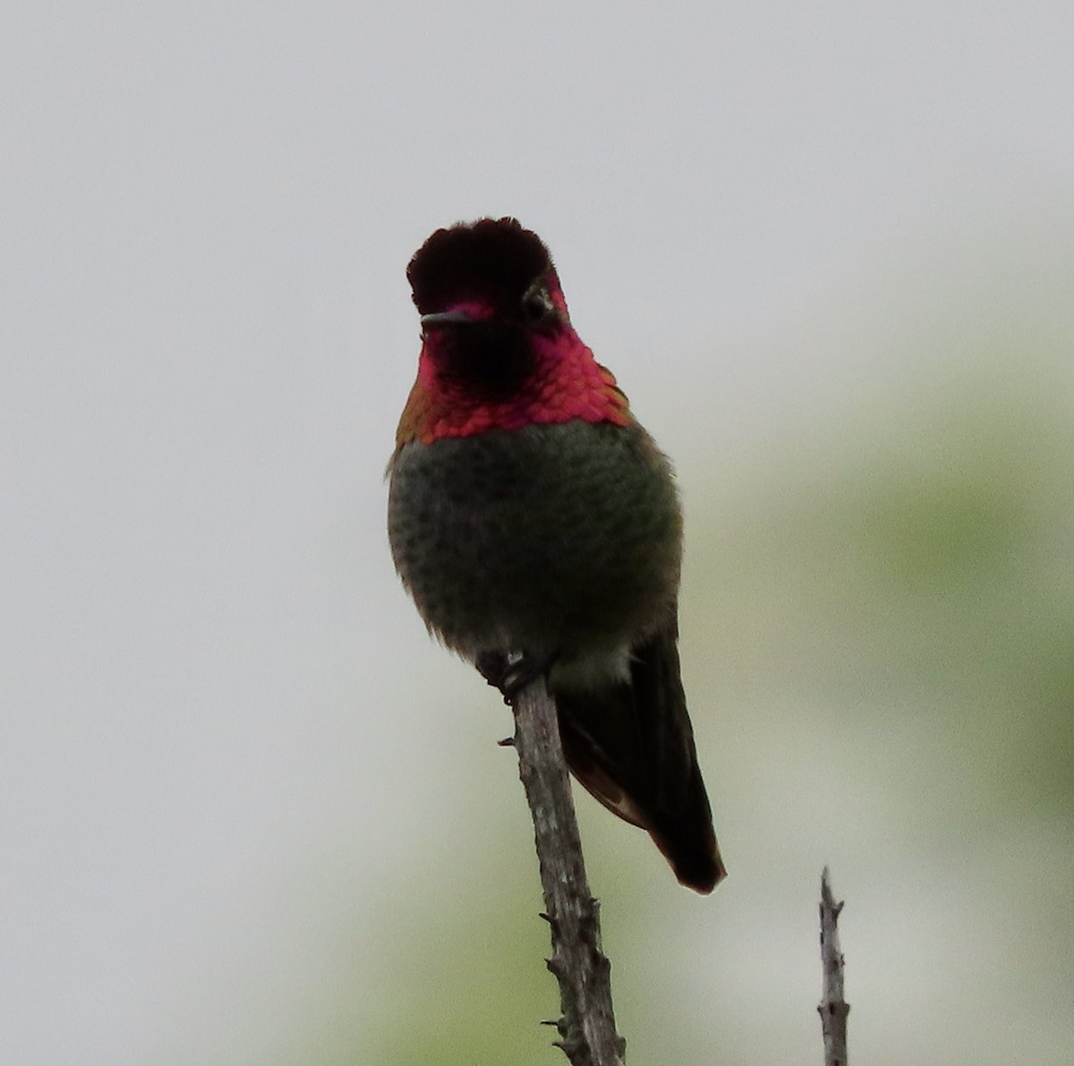 Anna's Hummingbird - ML613963595