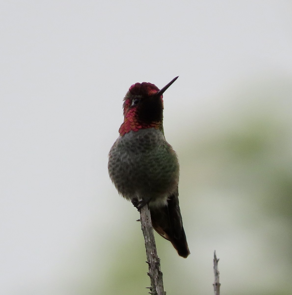 Anna's Hummingbird - ML613963596