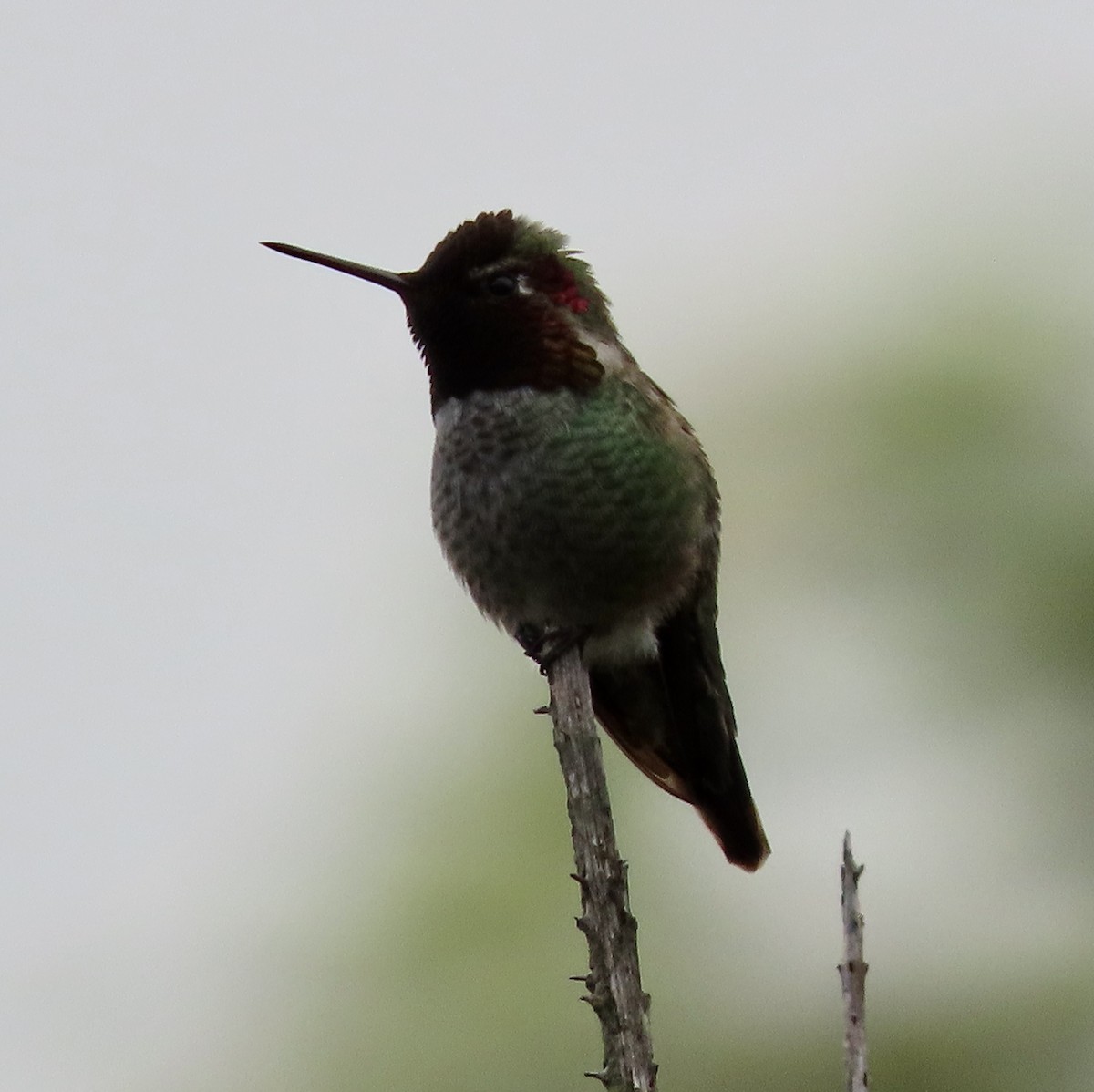 Anna's Hummingbird - ML613963597