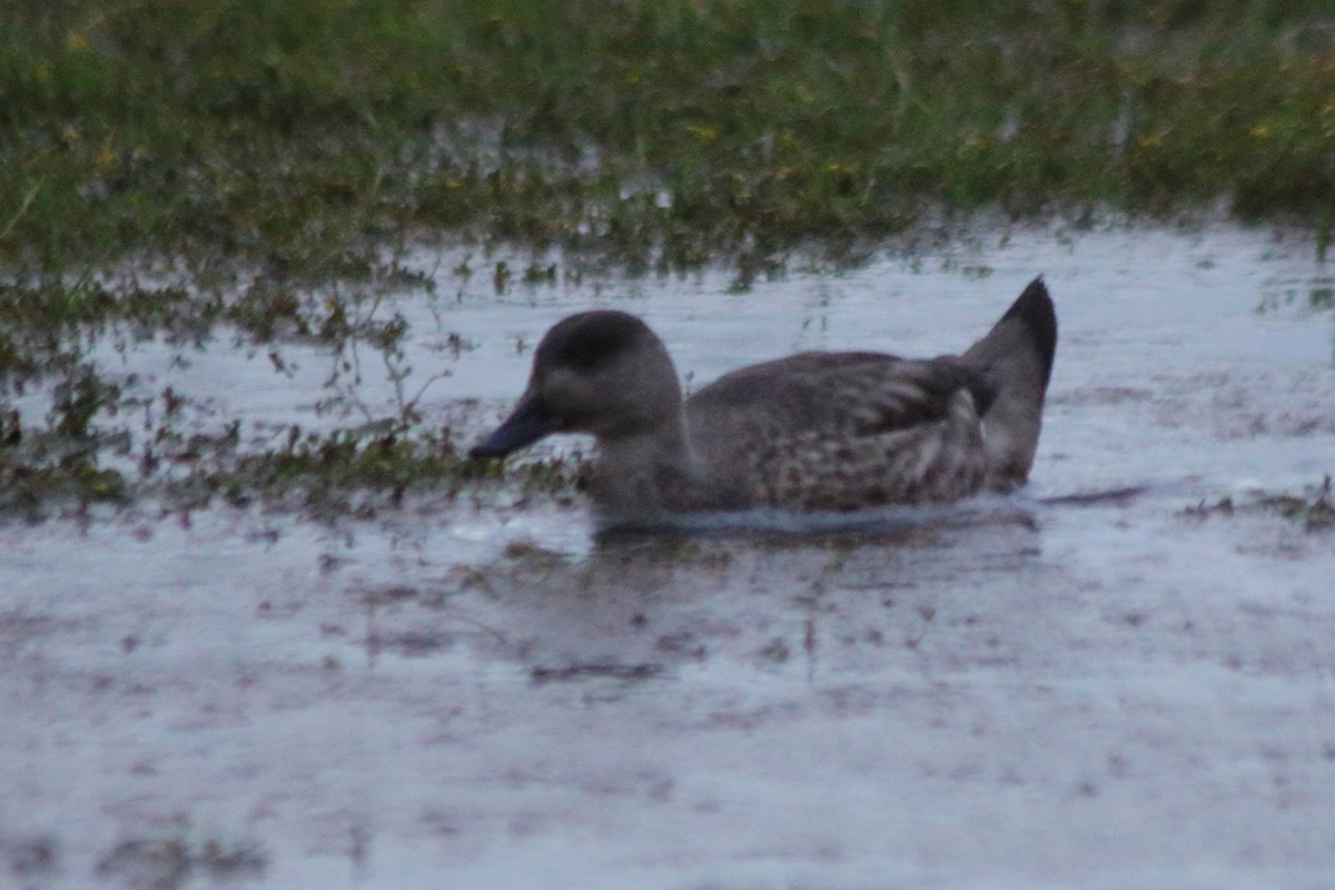 Crested Duck - ML613963599