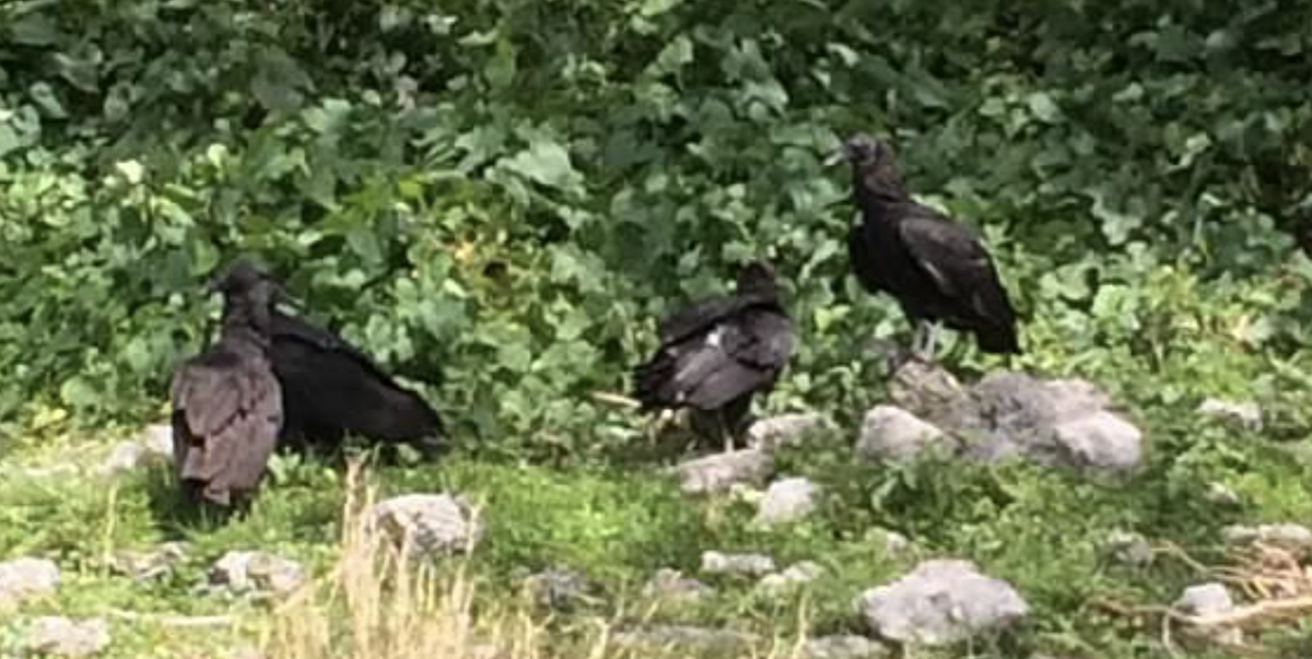 Black Vulture - ML613963605