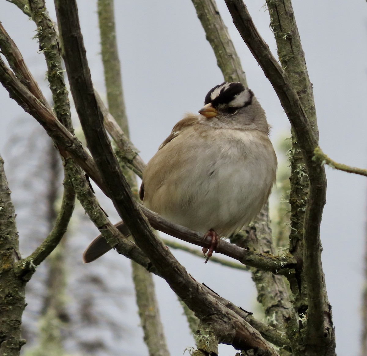 White-crowned Sparrow - ML613963638