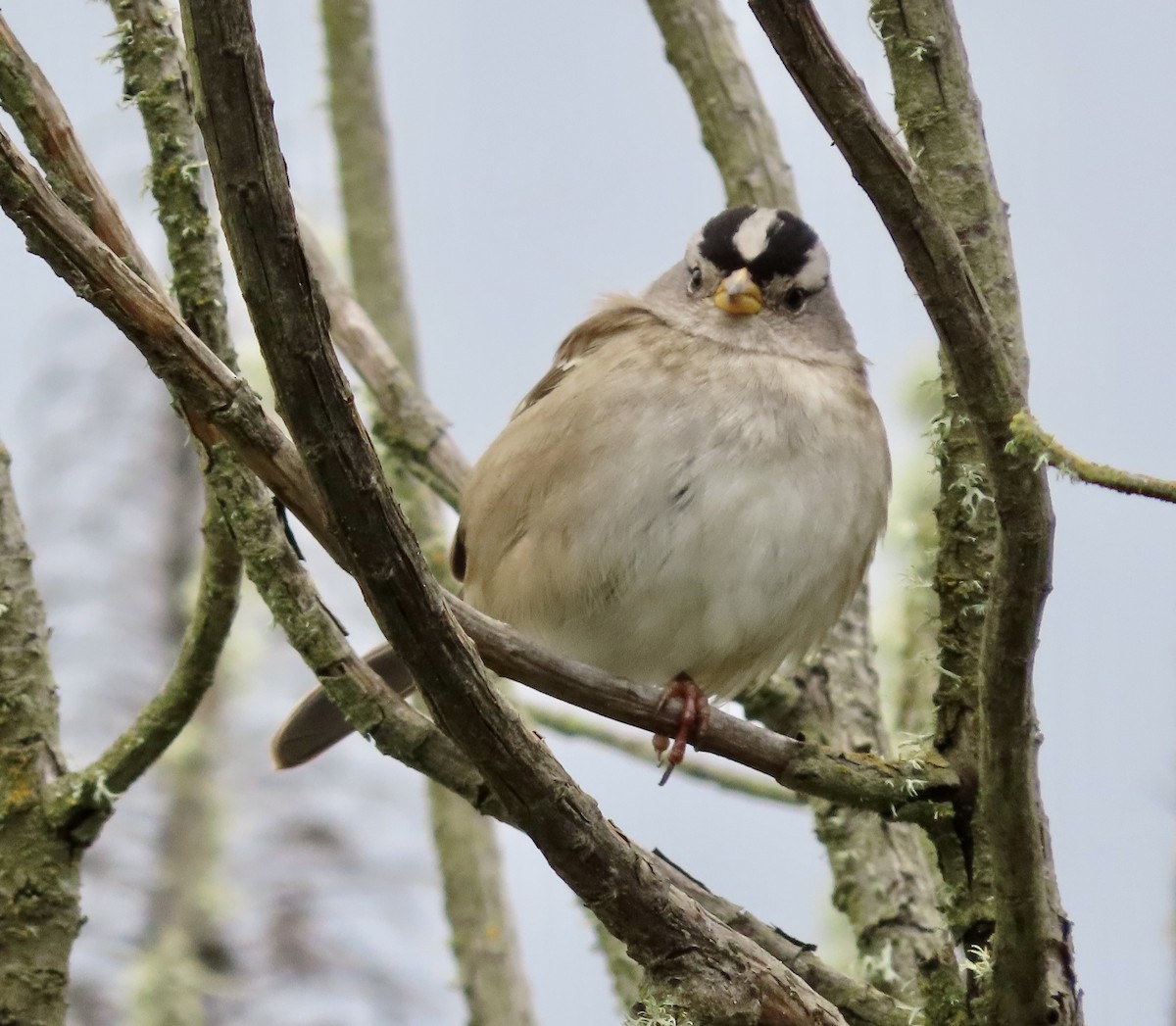 White-crowned Sparrow - ML613963639