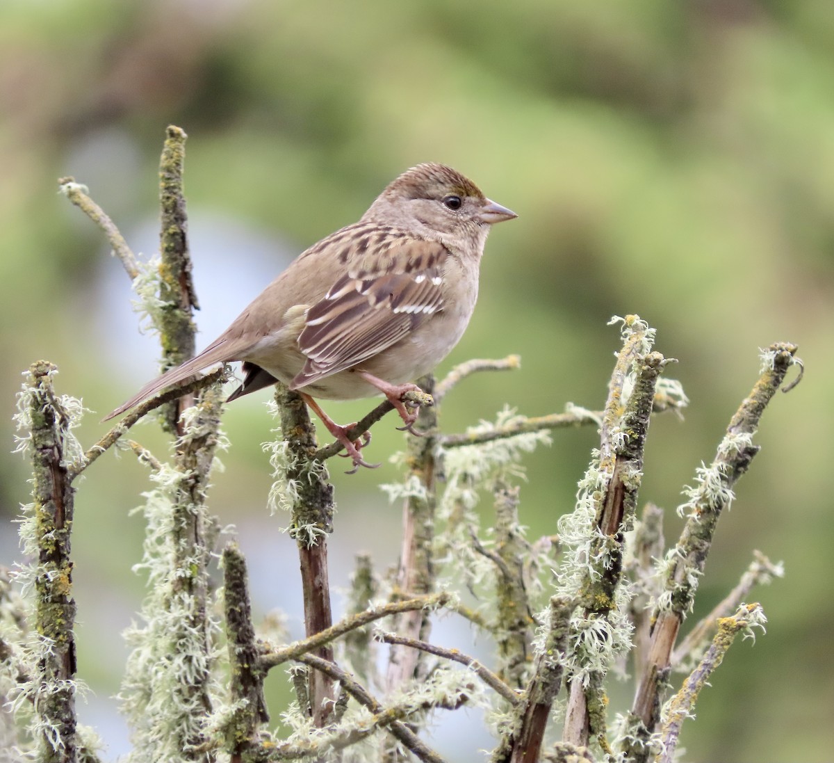 Golden-crowned Sparrow - ML613963644