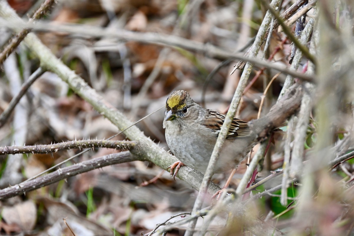 Golden-crowned Sparrow - ML613963694