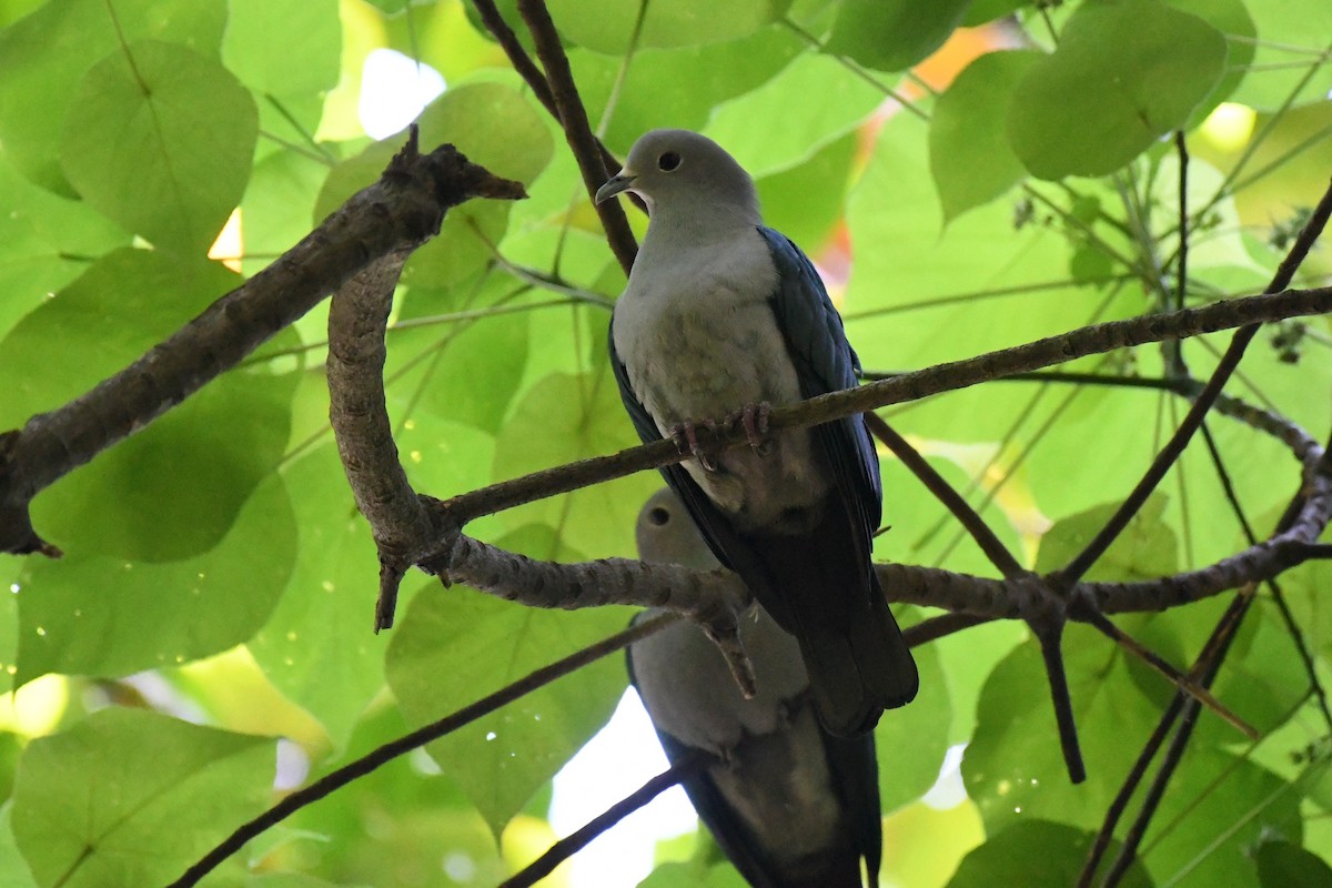 Green Imperial-Pigeon (Green) - ML613963895