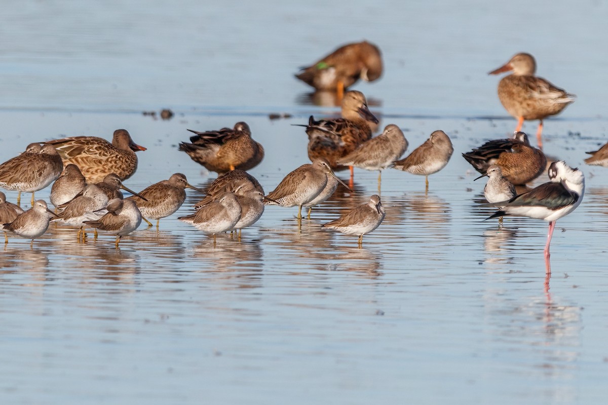 Long-billed Dowitcher - ML613964049