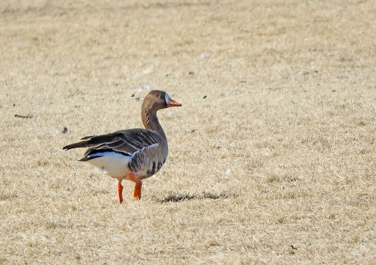 Greater White-fronted Goose - ML613964066