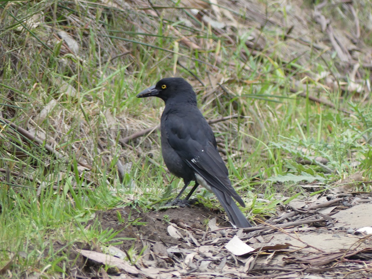 Pied Currawong - ML613964087