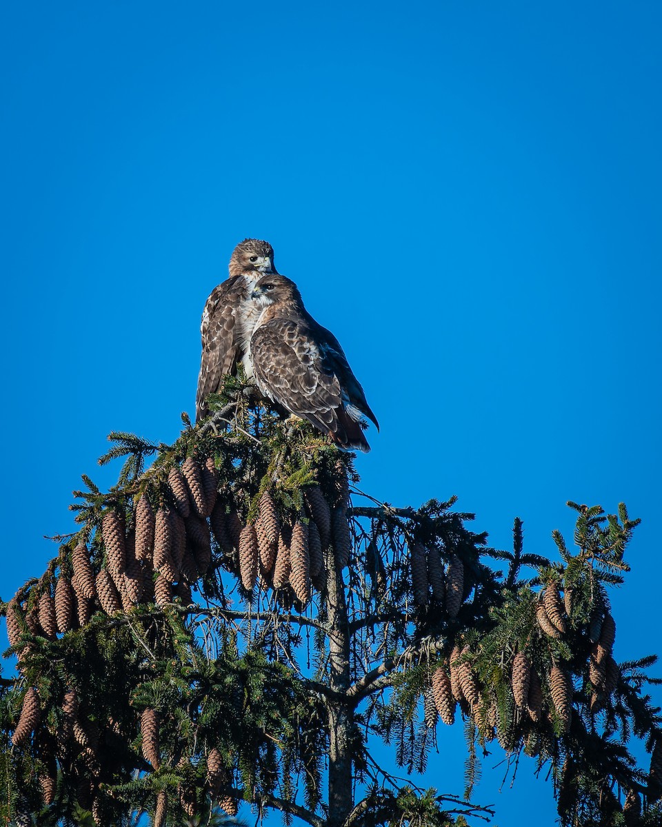 Red-tailed Hawk - ML613964111