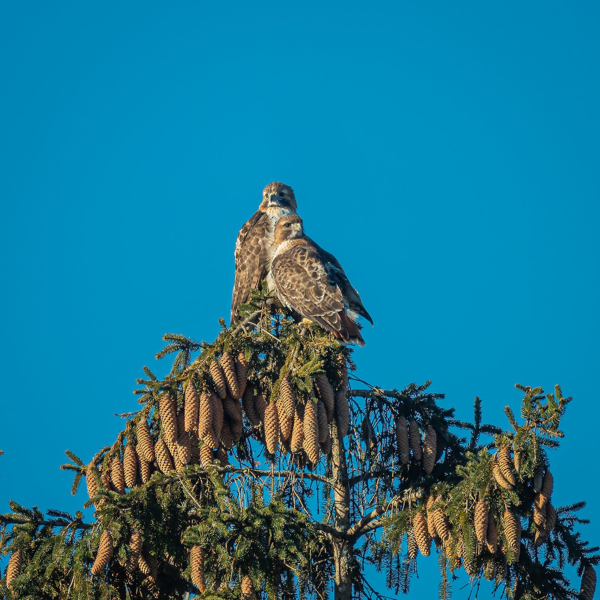 Red-tailed Hawk - ML613964112