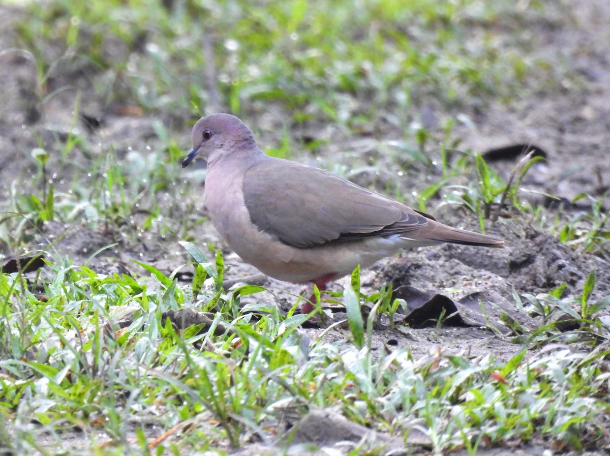 White-tipped Dove - Jenny Young