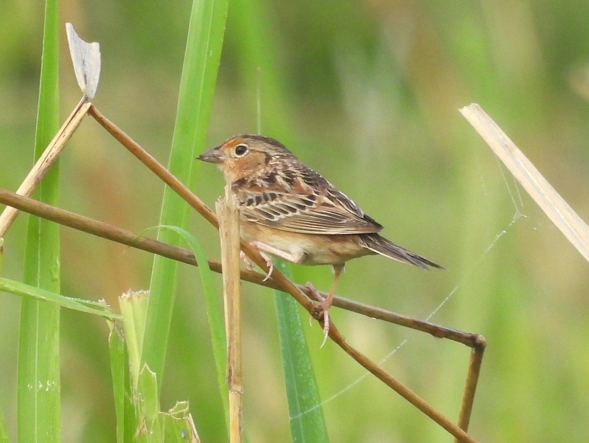 Grasshopper Sparrow - Jenny Young