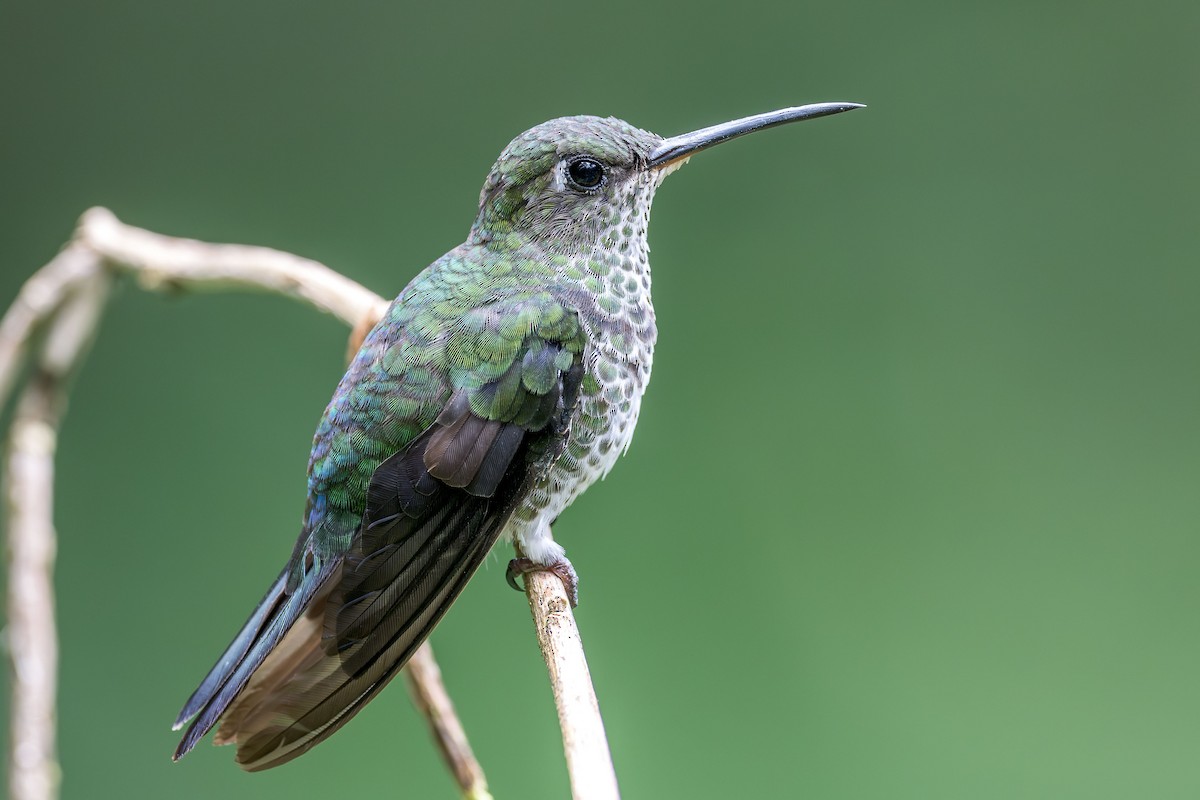 Many-spotted Hummingbird - ML613964183