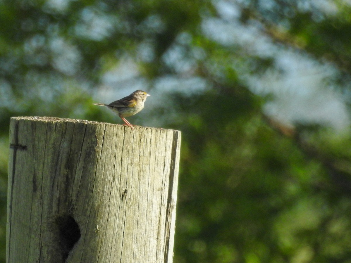 Grassland Sparrow - ML613964222