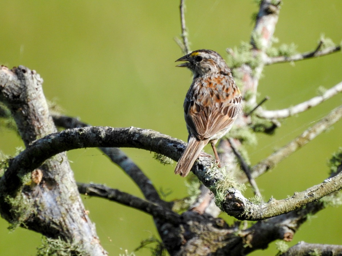 Grassland Sparrow - Rafael Juchem