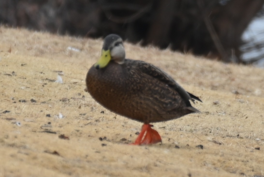 Mexican Duck - ML613964260