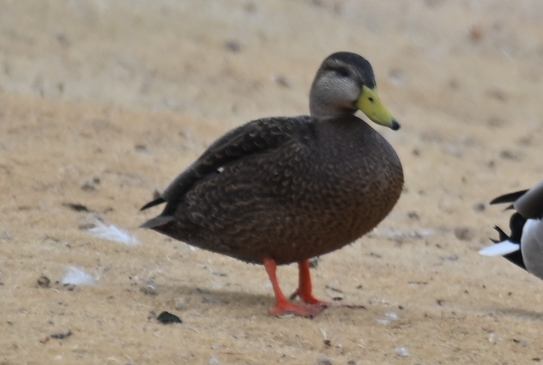 Mexican Duck - ML613964261