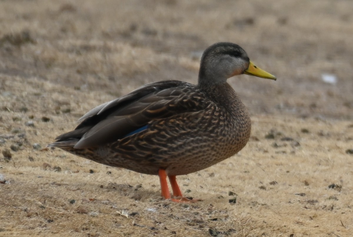 Mallard x Mexican Duck (hybrid) - ML613964274