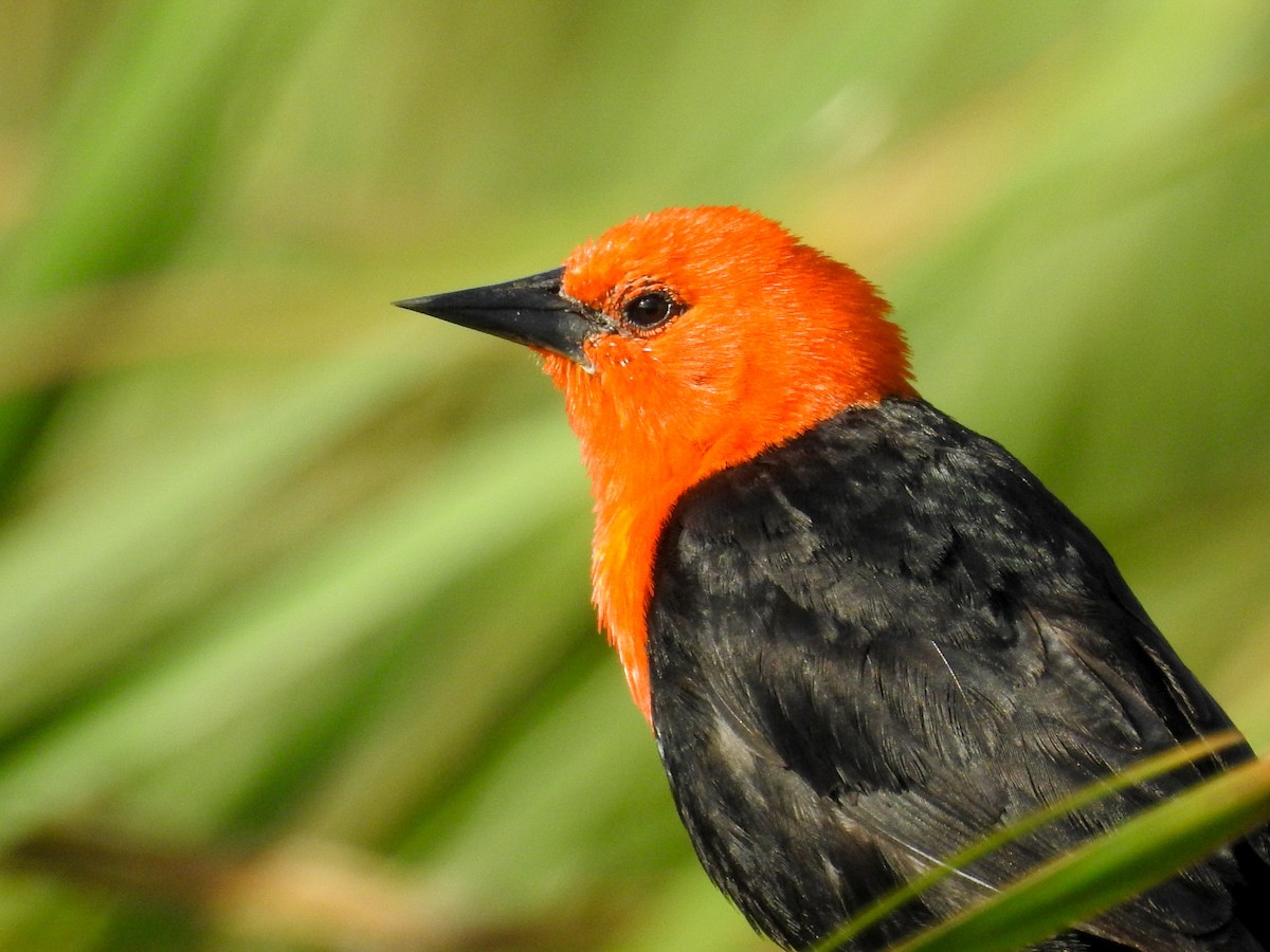 Scarlet-headed Blackbird - ML613964293
