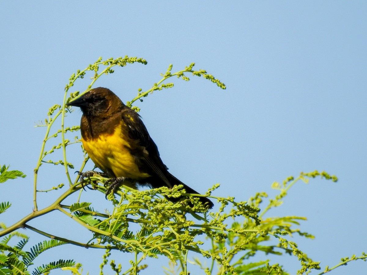 Brown-and-yellow Marshbird - Rafael Juchem