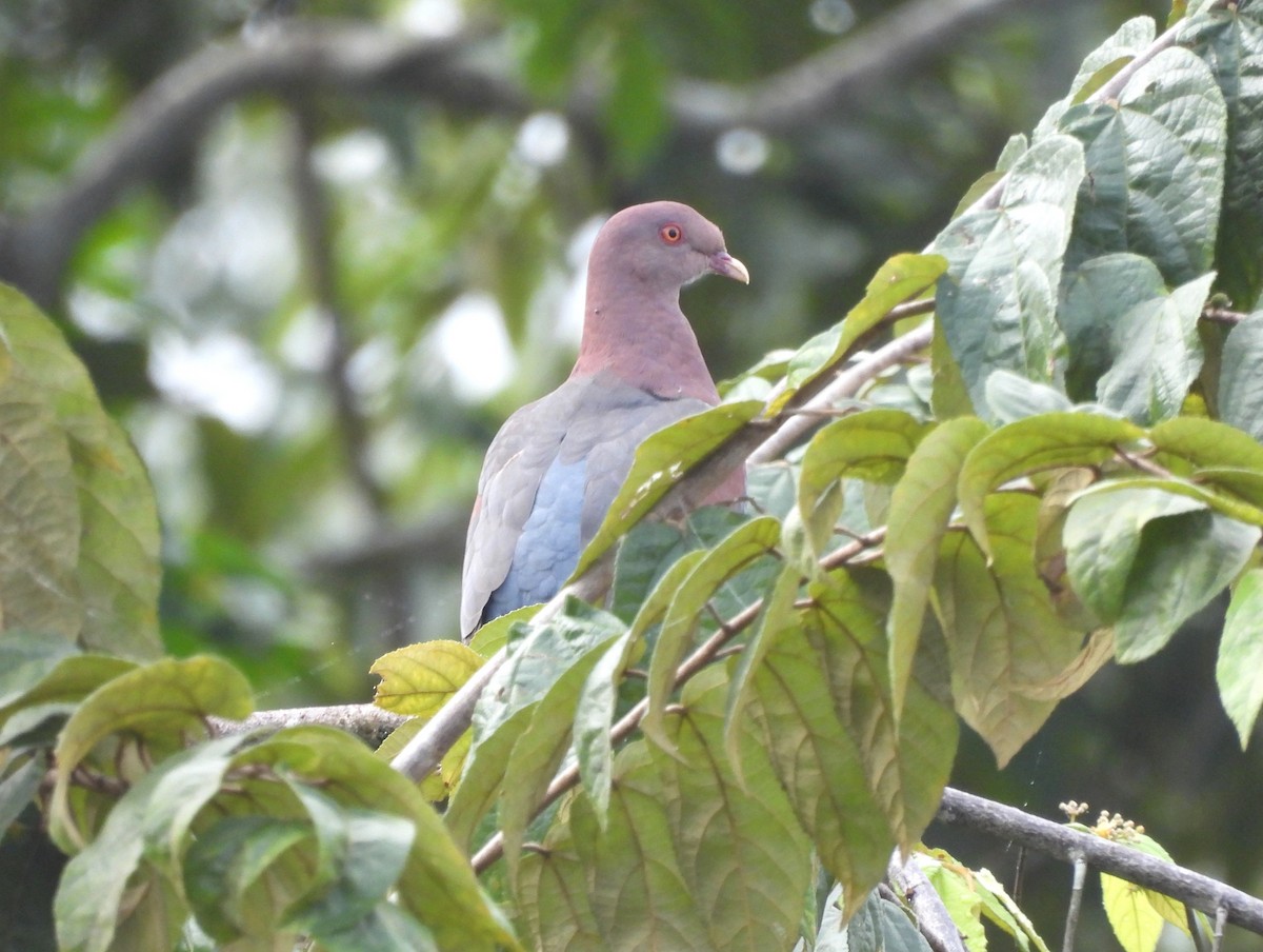 Red-billed Pigeon - Jenny Young
