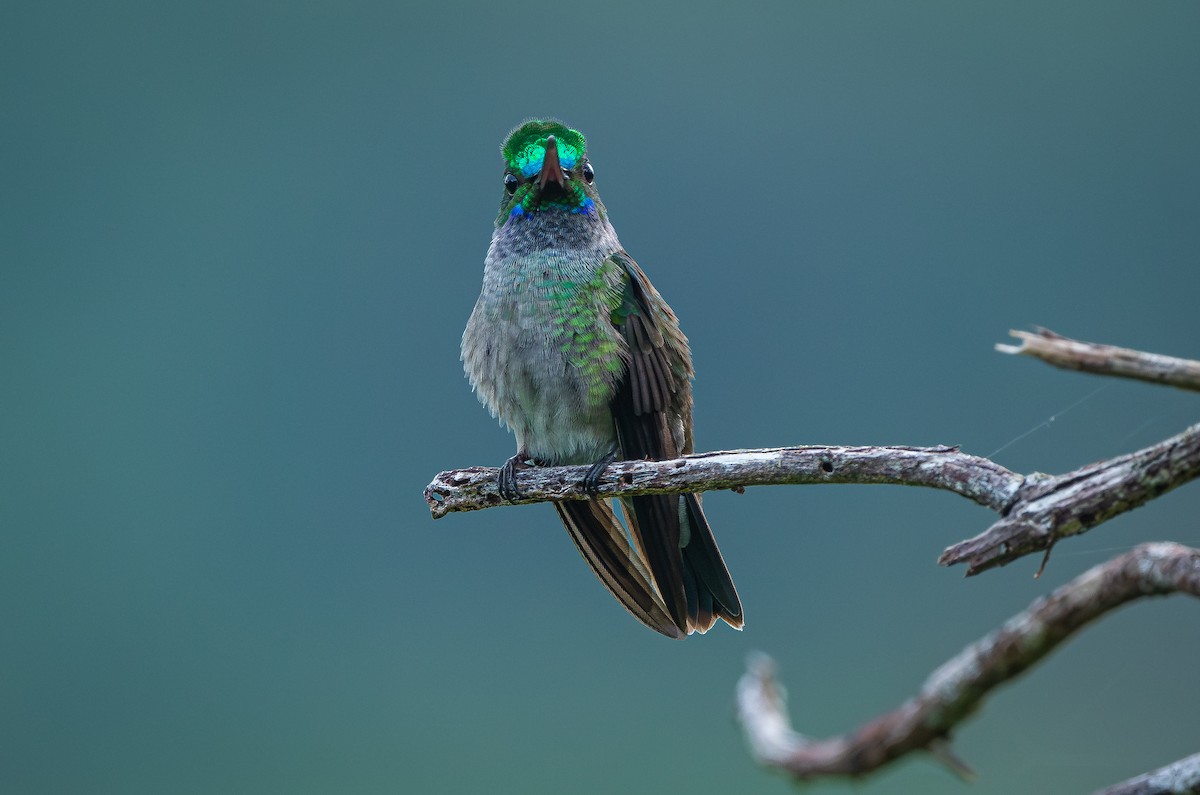 Charming Hummingbird - ML613964365