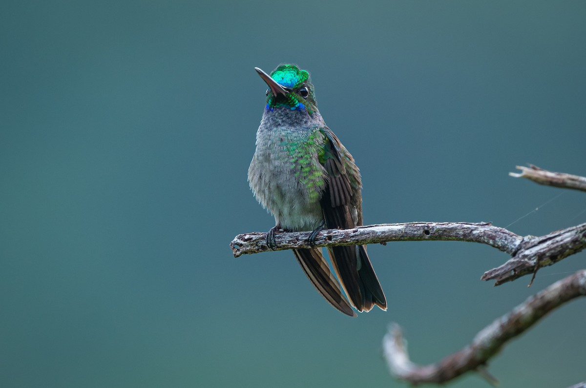 Charming Hummingbird - ML613964367