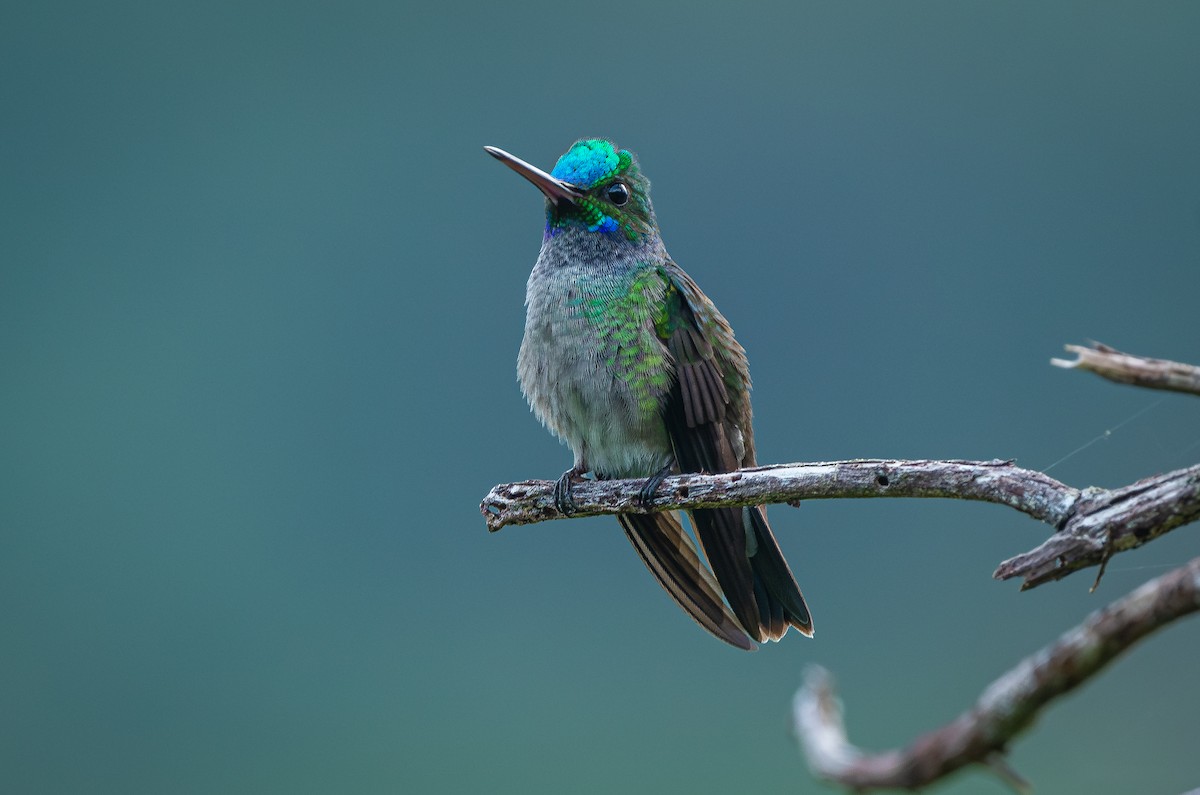 Charming Hummingbird - ML613964368