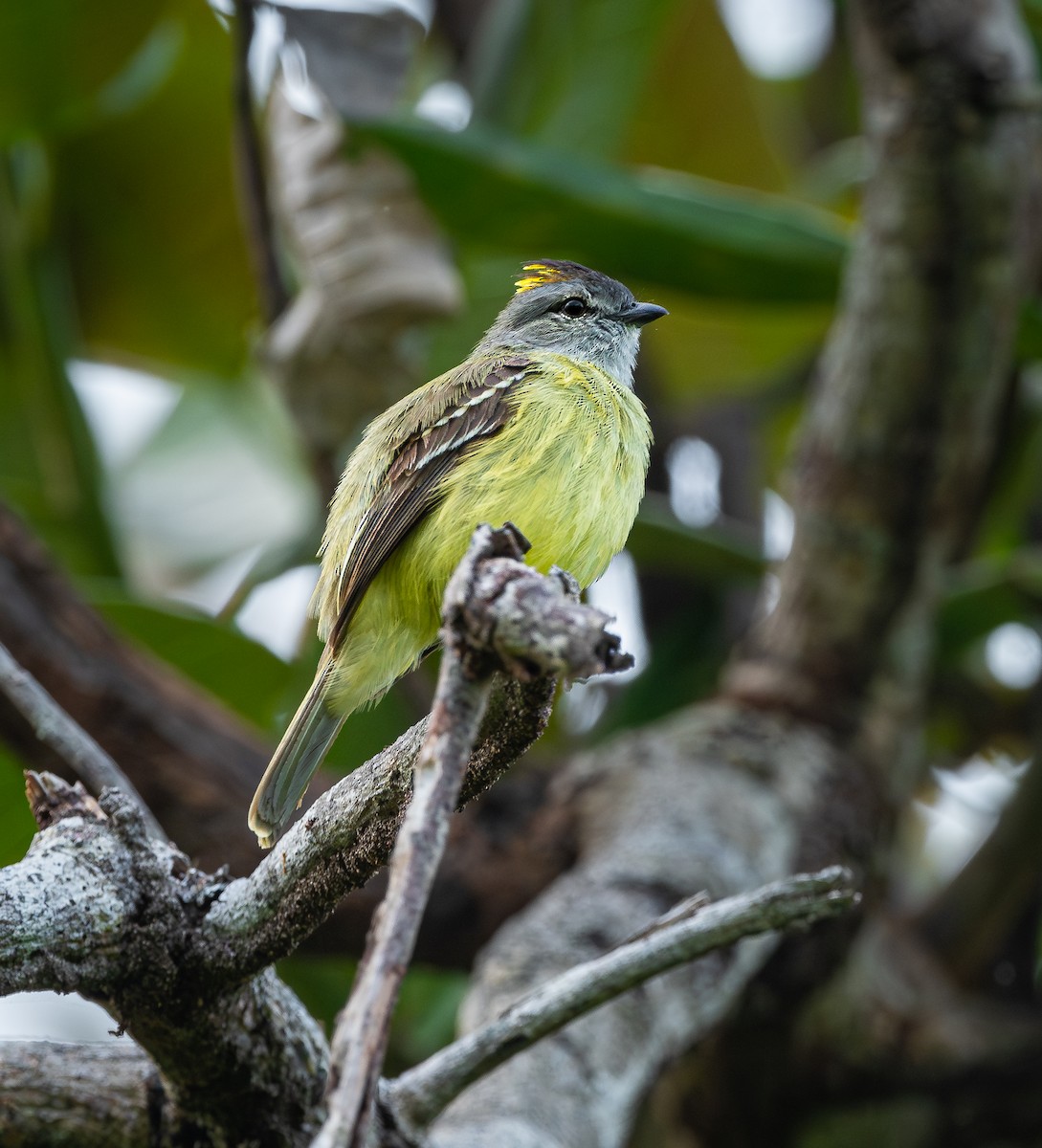 Yellow-crowned Tyrannulet - ML613964379