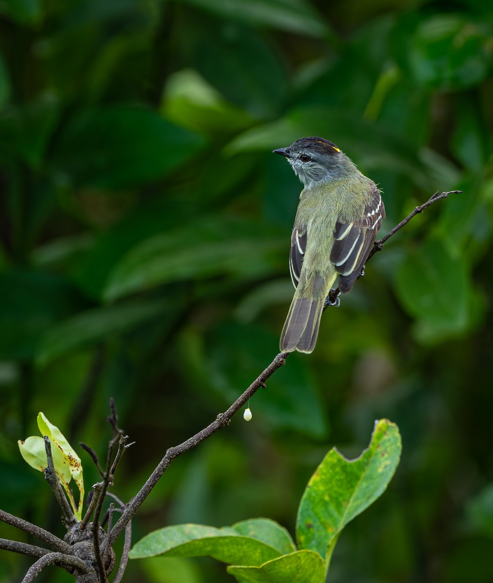 Yellow-crowned Tyrannulet - ML613964382