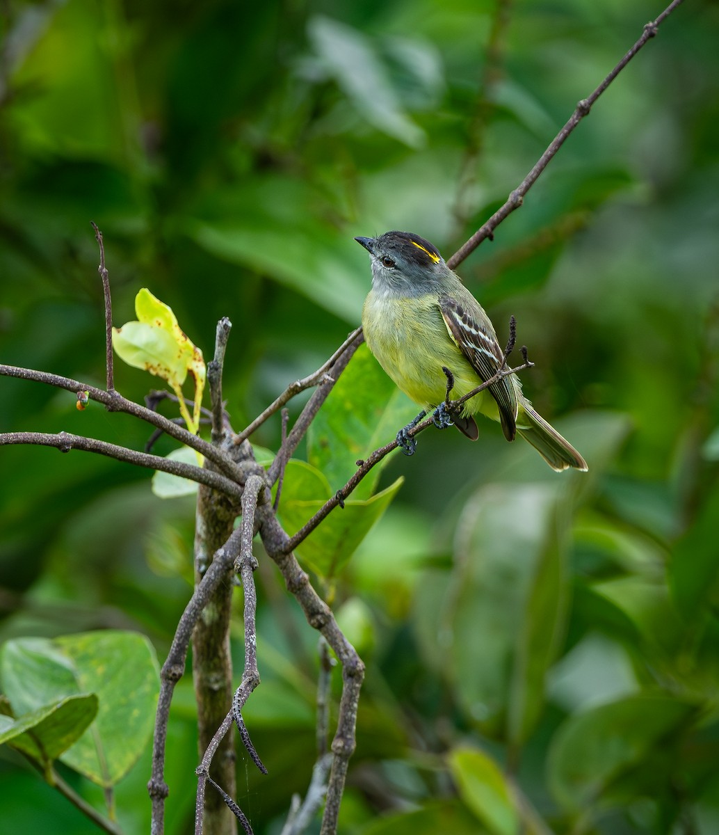 Yellow-crowned Tyrannulet - ML613964397
