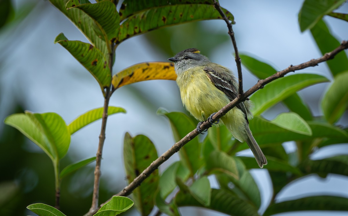 Yellow-crowned Tyrannulet - ML613964405