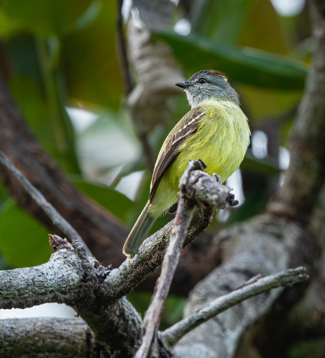 Yellow-crowned Tyrannulet - ML613964414
