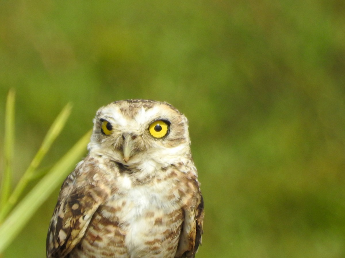 Burrowing Owl - Rafael Juchem