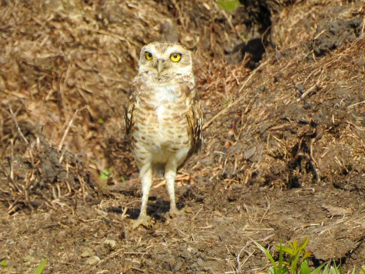 Burrowing Owl - ML613964468