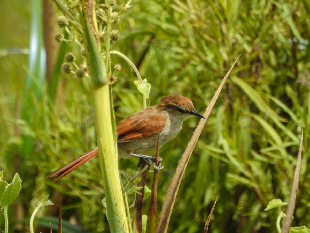Yellow-chinned Spinetail - ML613964551