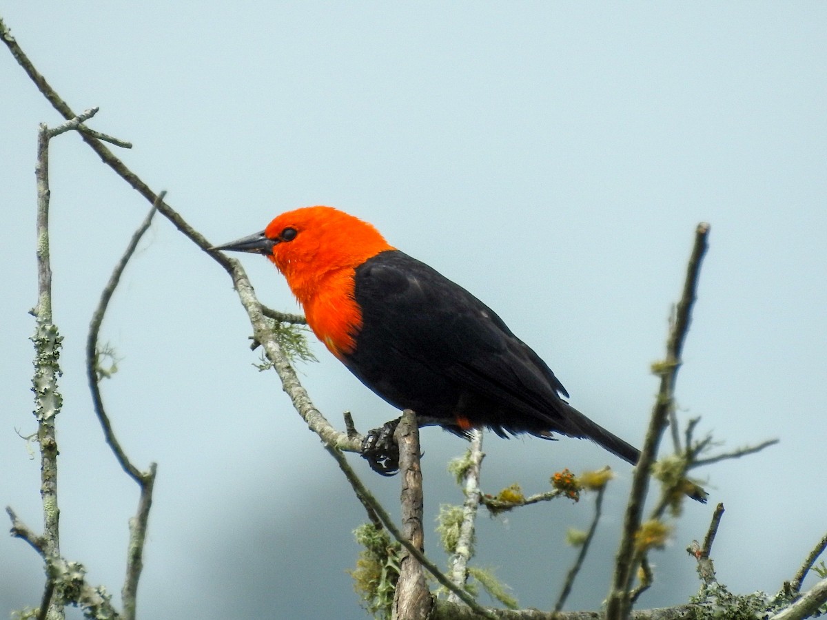 Scarlet-headed Blackbird - ML613964590