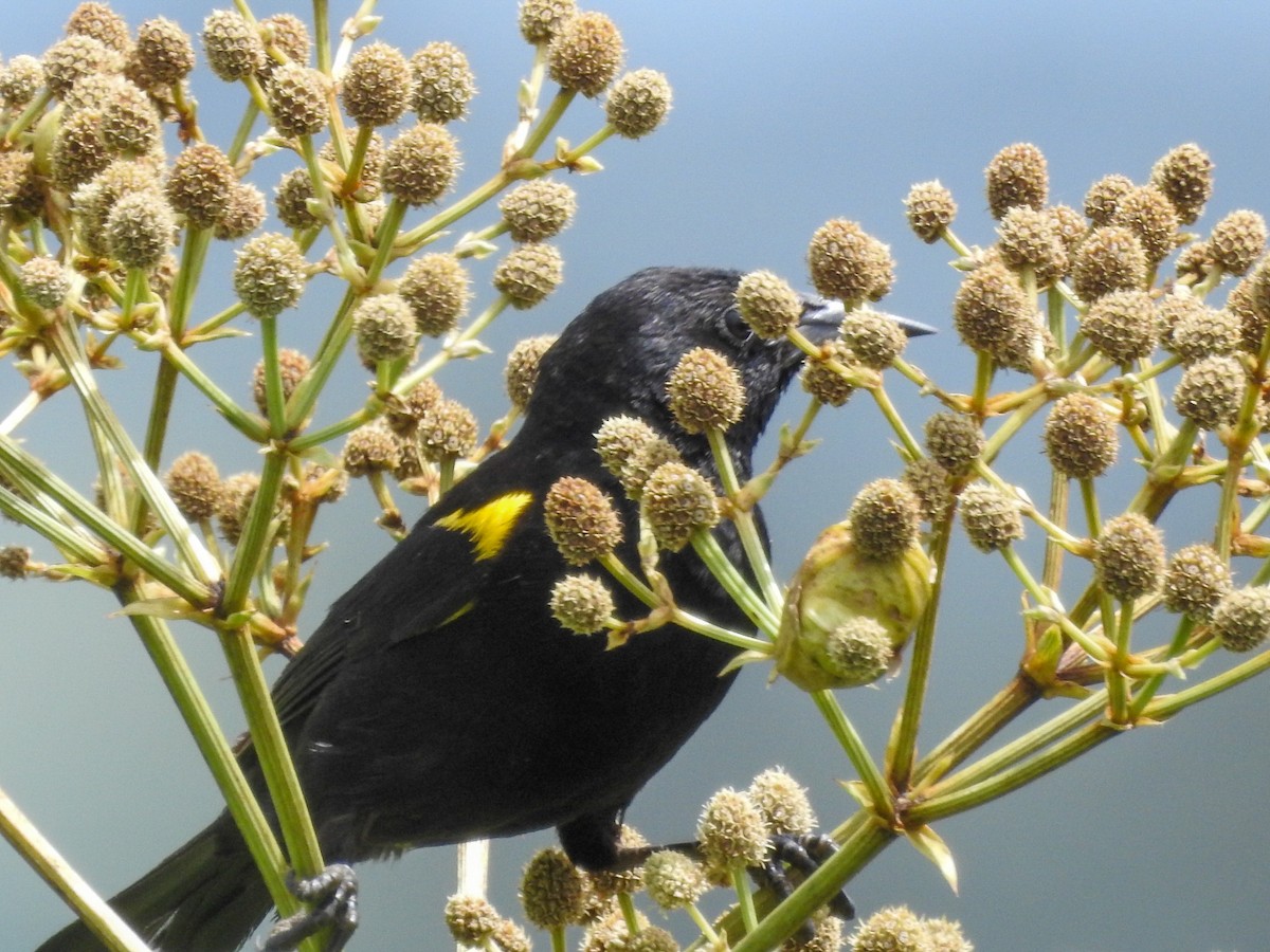 Yellow-winged Blackbird - ML613964644