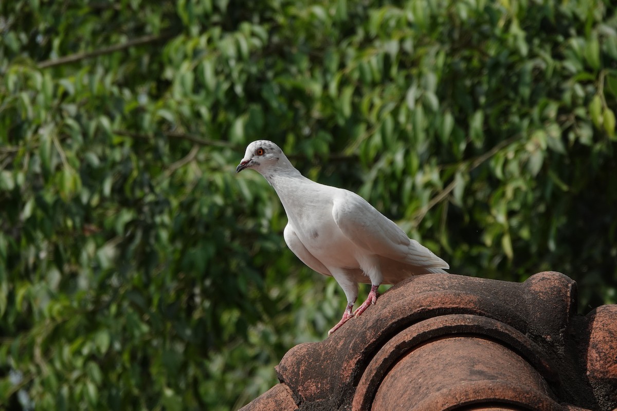 Rock Pigeon (Feral Pigeon) - ML613964719