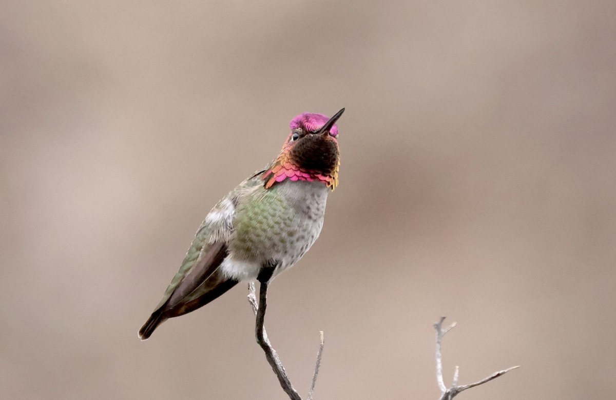 Anna's Hummingbird - ML613964766